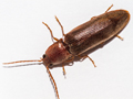 Stenagostus rhombeus
